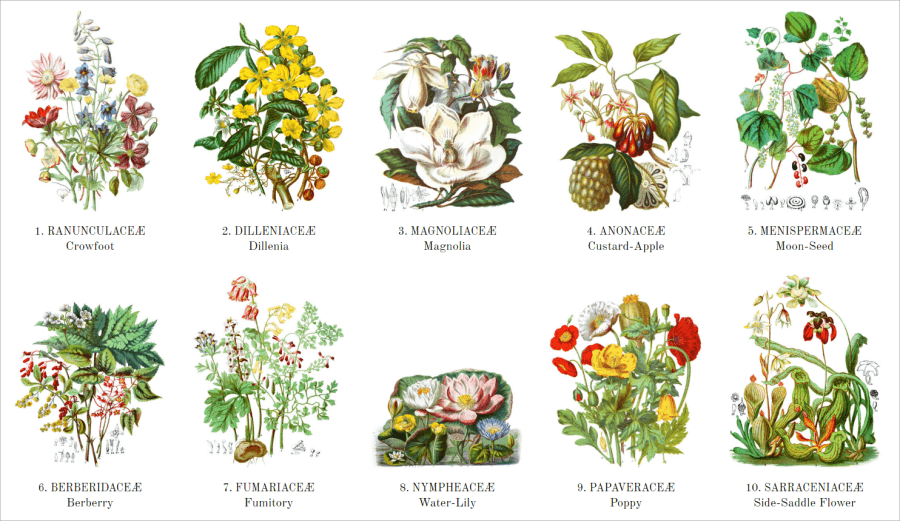 internet archive 开放 19 世纪植物图鉴,超过 700 种