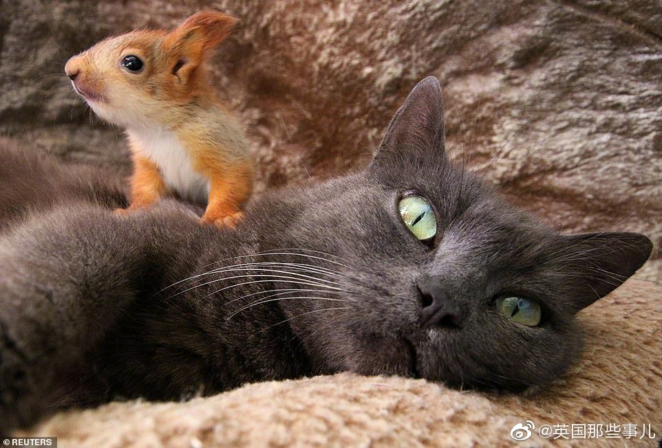 英国那些事儿：四只失去妈妈的小松鼠被一只猫妈“收养”……摄影师-图1