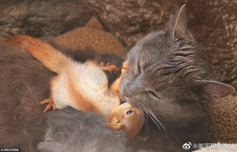 英国那些事儿：四只失去妈妈的小松鼠被一只猫妈“收养”……摄影师-图2