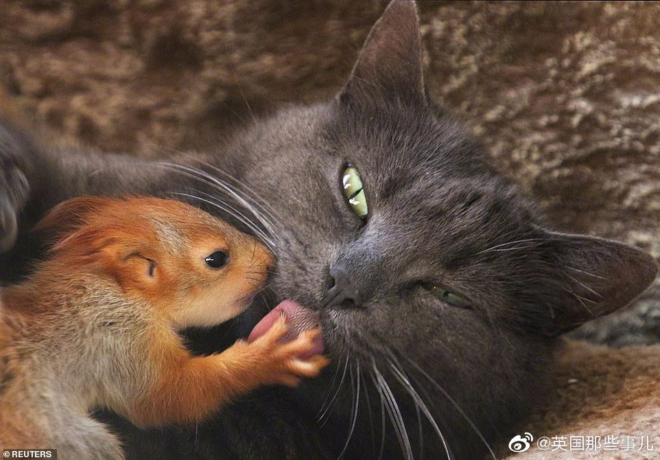 英国那些事儿：四只失去妈妈的小松鼠被一只猫妈“收养”……摄影师-图3