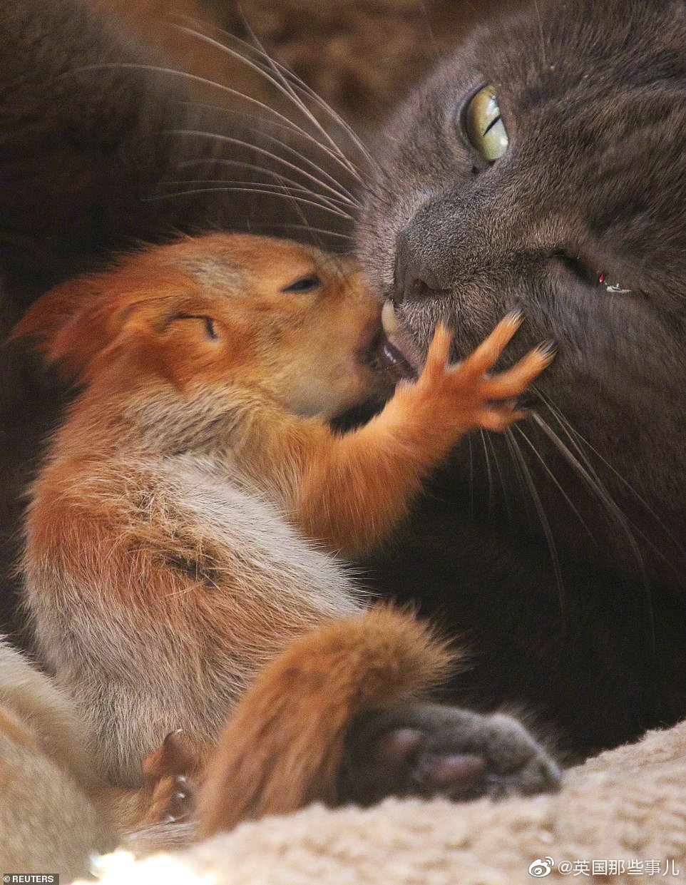 英国那些事儿：四只失去妈妈的小松鼠被一只猫妈“收养”……摄影师-图4