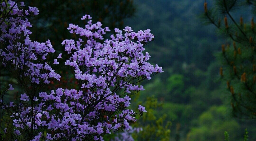 中国书画诗词院：“ 杜鹃花里，浅紫深红 … ” 网友回复-图2