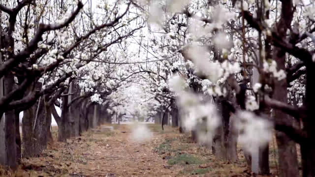 央视新闻：#手边的春天#【分享一段延时视频！看春雨里的梨花-图3