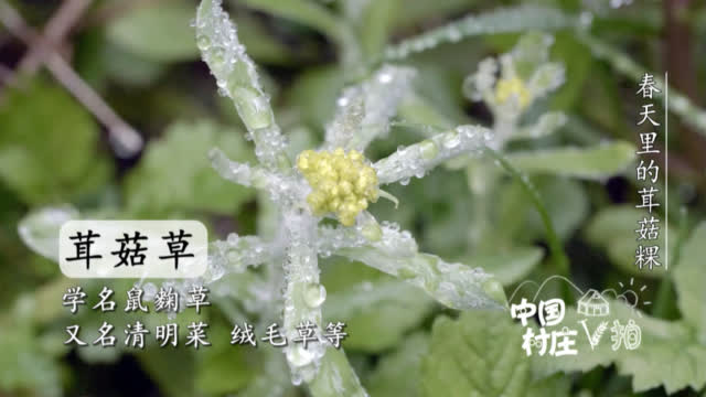 央视新闻：#中国村庄#【可咸、可甜、也可清香味的茸菇粿，你-图3