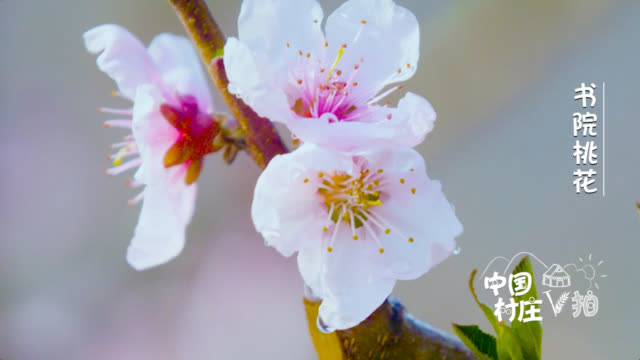 央视新闻：#中国村庄#【壮观！一起看书院桃花！】山东青岛书-图2