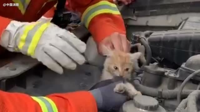 央视新闻：【超凶的小奶猫！咬住手套不撒口】近日，天津一车主-图3