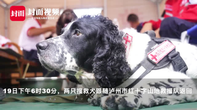 人民网：【32小时排查房屋200间 搜救犬累瘫在地】17-图3