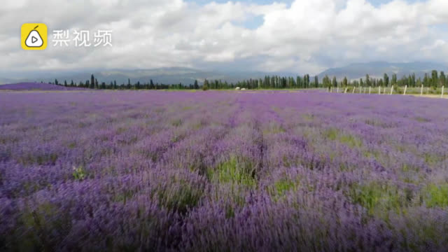 中国之声：【新疆#伊犁6万亩薰衣草盛开#，紫色花海美到窒息-图3